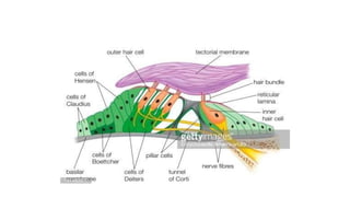 physioanatomy of ear.pptx