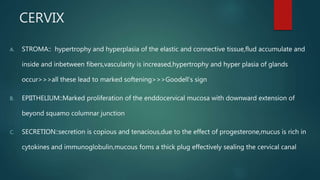 CERVIX
A. STROMA:: hypertrophy and hyperplasia of the elastic and connective tissue,flud accumulate and
inside and inbetween fibers,vascularity is increased,hypertrophy and hyper plasia of glands
occur>>>all these lead to marked softening>>>Goodell’s sign
B. EPIITHELIUM::Marked proliferation of the enddocervical mucosa with downward extension of
beyond squamo columnar junction
C. SECRETION::secretion is copious and tenacious,due to the effect of progesterone,mucus is rich in
cytokines and immunoglobulin,mucous foms a thick plug effectively sealing the cervical canal
 