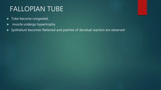 FALLOPIAN TUBE
 Tube become congested ,
 muscle undergo hypertrophy
 Epithelium becomes flattened and patches of decidual reaction are observed
 