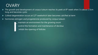 OVARY
 The growth and development of corpus luteum reaches its peek at 8th week when I is about 2.5cm
long and becomes cystic
 Colloid degeneration occurs at 12th weekwhich later becomes calcified at term
 hormones estrogen and progesterone produced by corpus luteum
maintain an environment for the growing ovum
control the formation and maintenance of decidua
inhibit the ripening of follicles
 