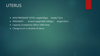 UTERUS
 NON PREGNANT STATE:: weight;60gm length;7.5cm
 PREGNANT:: at term weight;900-1000gm length;35cm
 Capacity increased by 500 to 1000 times
 Change occur in all parts of uterus
 