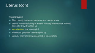 Uterus (con)
Vascular system
 Blood supply to uterus - by uterine and ovarian artery
 there is marked spiralling of arteries reaching maximum at 20 weeks
thereafter they straighten up
 Vasodialation due to estradiol
 Numerous lymphatic channel opens up
 Vascular channel more pronounced at placental site
 
