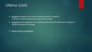 Uterus (con)
 Weight;increases due to the increased growth of uterine
muscles,connective tissue and vascular channels
 Shape;becomes globular at 12 weeks,pyriform by 28 weeks and changes to
sphetrical beyond 36 weeks
 Braxton hick’s contraction
 