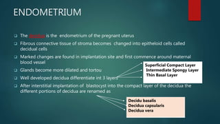 ENDOMETRIUM
 The decidua is the endometrium of the pregnant uterus
 Fibrous connective tissue of stroma becomes changed into epitheloid cells called
decidual cells
 Marked changes are found in implantation site and first commence around maternal
blood vessel
 Glands become more dilated and tortou
 Well developed decidua differentiate int 3 layers
 After interstitial implantation of blastocyst into the compact layer of the decidua the
different portions of decidua are renamed as
`
Superficial Compact Layer
Intermediate Spongy Layer
Thin Basal Layer
Decidu basalis
Decidua capsularis
Decidua vera
 