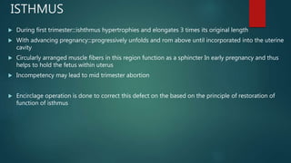 ISTHMUS
 During first trimester:::ishthmus hypertrophies and elongates 3 times its original length
 With advancing pregnancy:::progressively unfolds and rom above until incorporated into the uterine
cavity
 Circularly arranged muscle fibers in this region function as a sphincter In early pregnancy and thus
helps to hold the fetus within uterus
 Incompetency may lead to mid trimester abortion
 Encirclage operation is done to correct this defect on the based on the principle of restoration of
function of isthmus
 