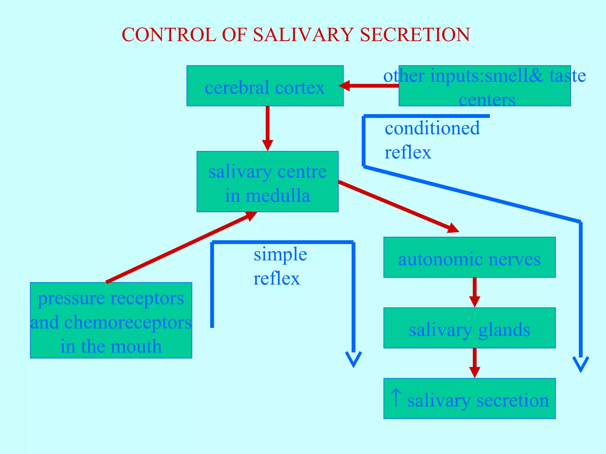 CONTROL OF SALIVARY SECRETION
cerebral cortex
salivary centre
in medulla
autonomic nerves
salivary glands
↑ salivary secretion
pressure receptors
and chemoreceptors
in the mouth
other inputs:smell& taste
centers
conditioned
reflex
simple
reflex
 