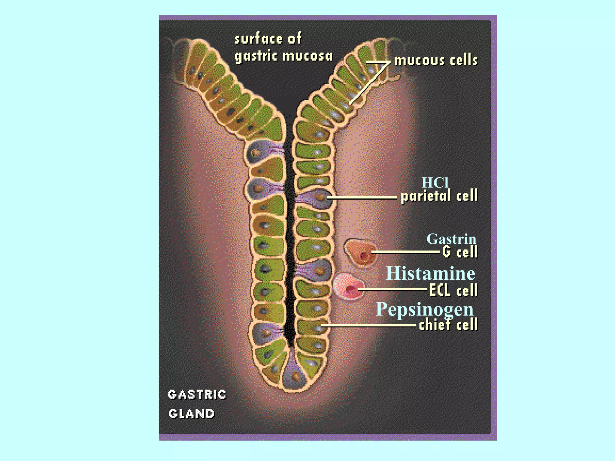 HCl
Gastrin
Histamine
Pepsinogen
 