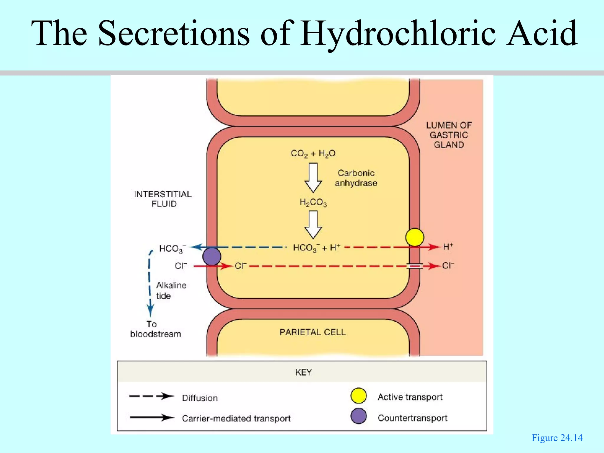 Figure 24.14
The Secretions of Hydrochloric Acid
 