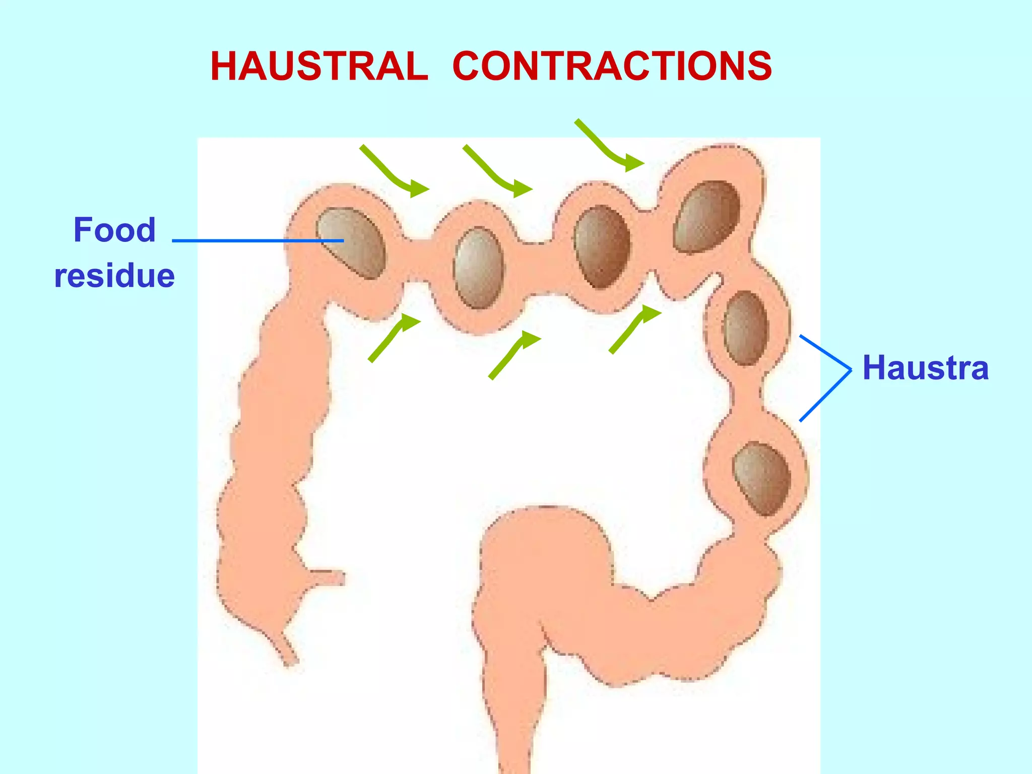 HAUSTRAL CONTRACTIONS
Food
residue
Haustra
 