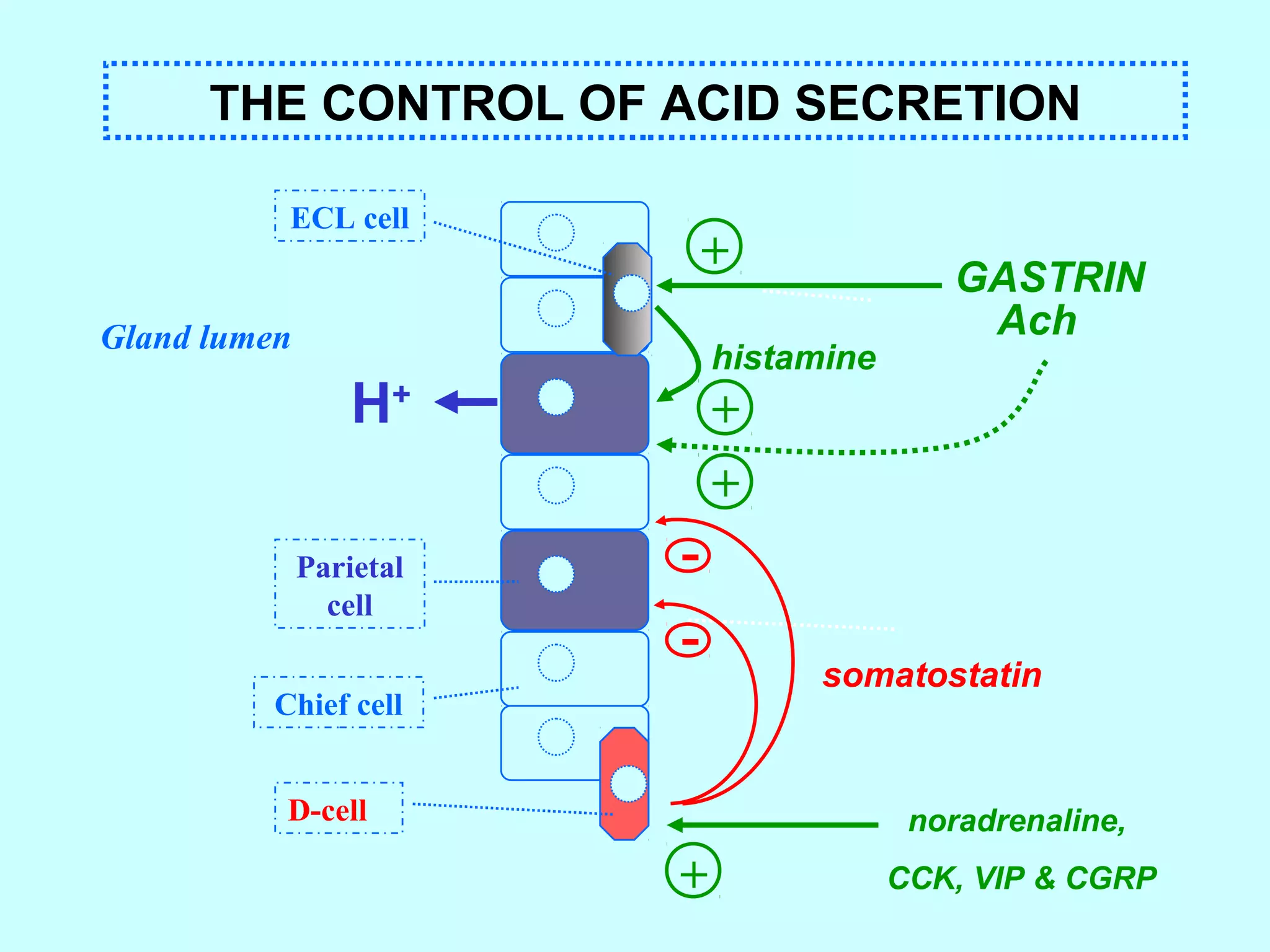 GASTRIN
histamine
Parietal
cell
ECL cell
Chief cell
D-cell
somatostatin
-
+
noradrenaline,
CCK, VIP & CGRP
Ach
H+
-
+
+
Gland lumen
+
THE CONTROL OF ACID SECRETION
 