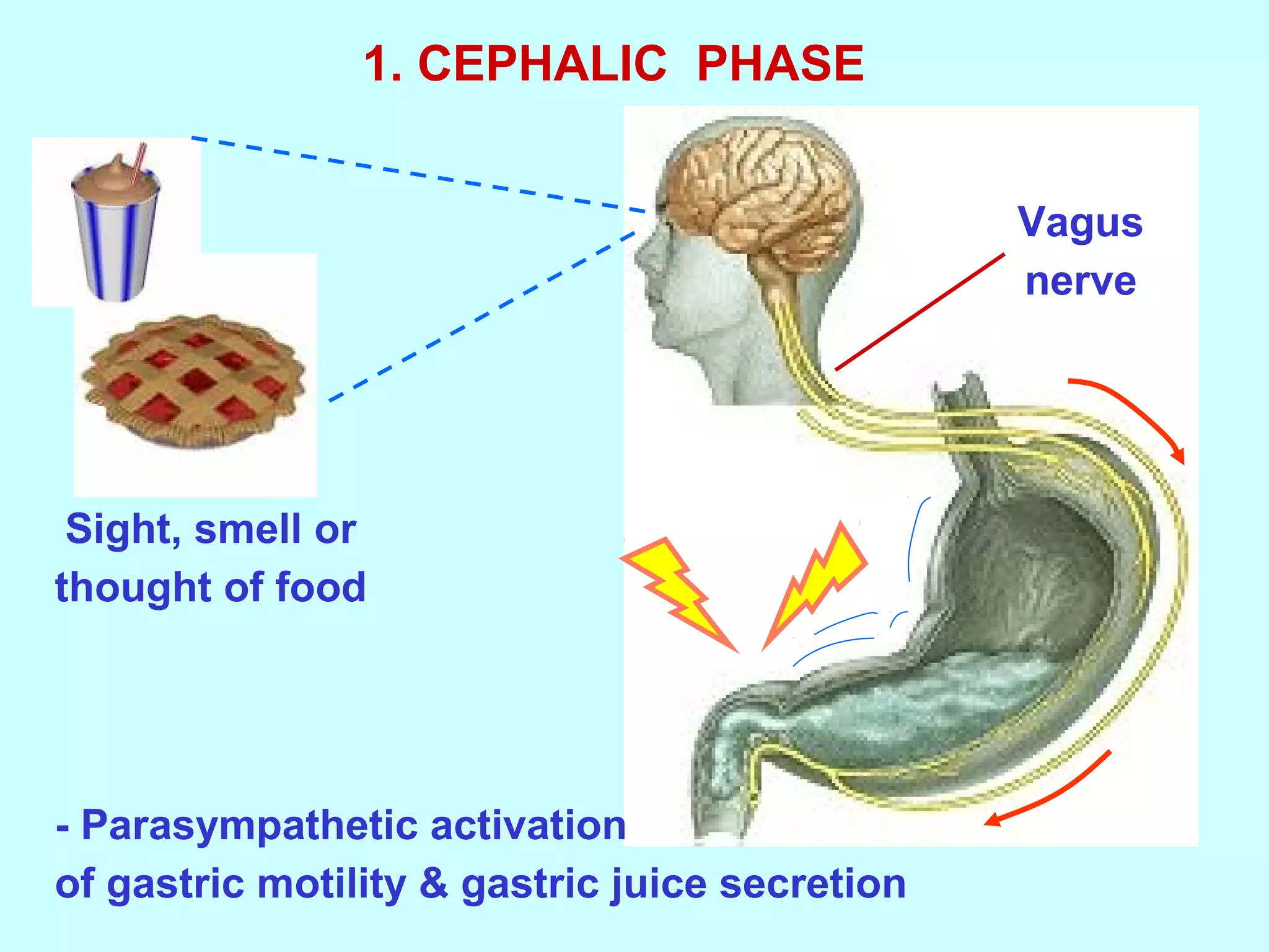 1. CEPHALIC PHASE
Sight, smell or
thought of food
- Parasympathetic activation
of gastric motility & gastric juice secretion
Vagus
nerve
 