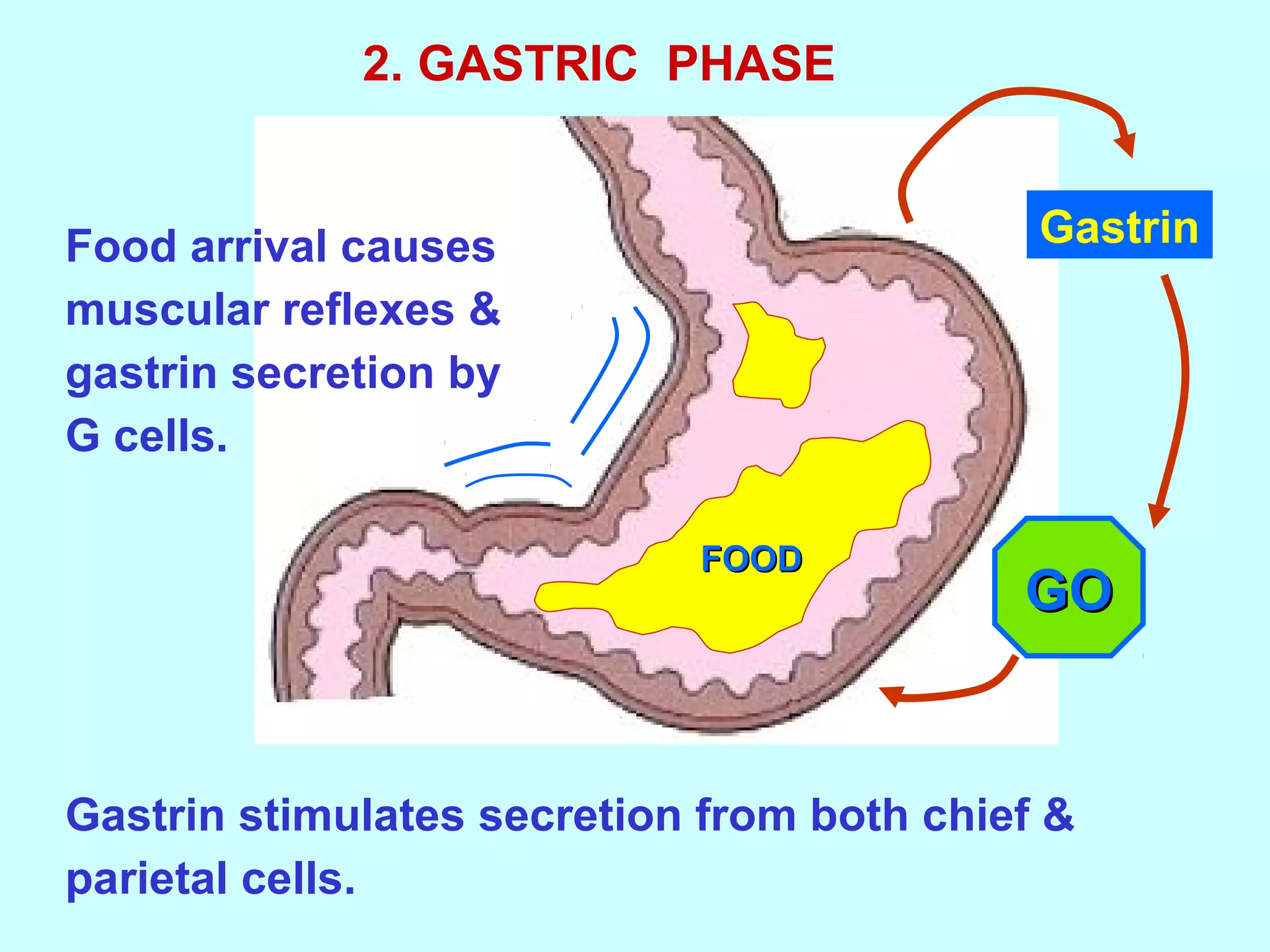 Food arrival causes
muscular reflexes &
gastrin secretion by
G cells.
Gastrin stimulates secretion from both chief &
parietal cells.
2. GASTRIC PHASE
Gastrin
GOGO
FOODFOOD
 