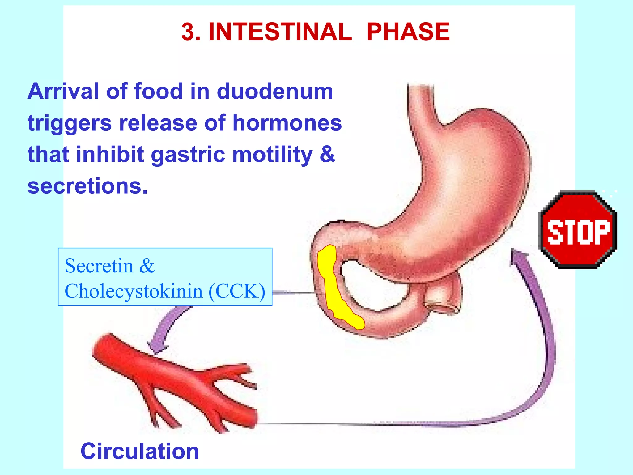 Arrival of food in duodenum
triggers release of hormones
that inhibit gastric motility &
secretions.
3. INTESTINAL PHASE
Circulation
Secretin &
Cholecystokinin (CCK)
 