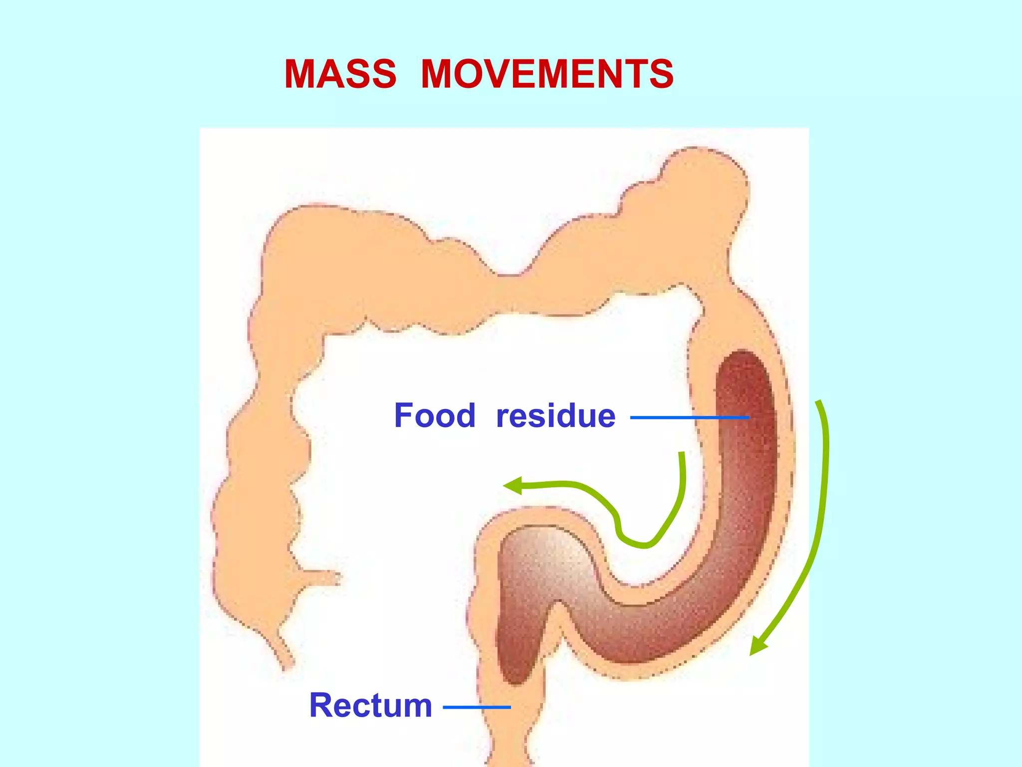 MASS MOVEMENTS
Food residue
Rectum
 