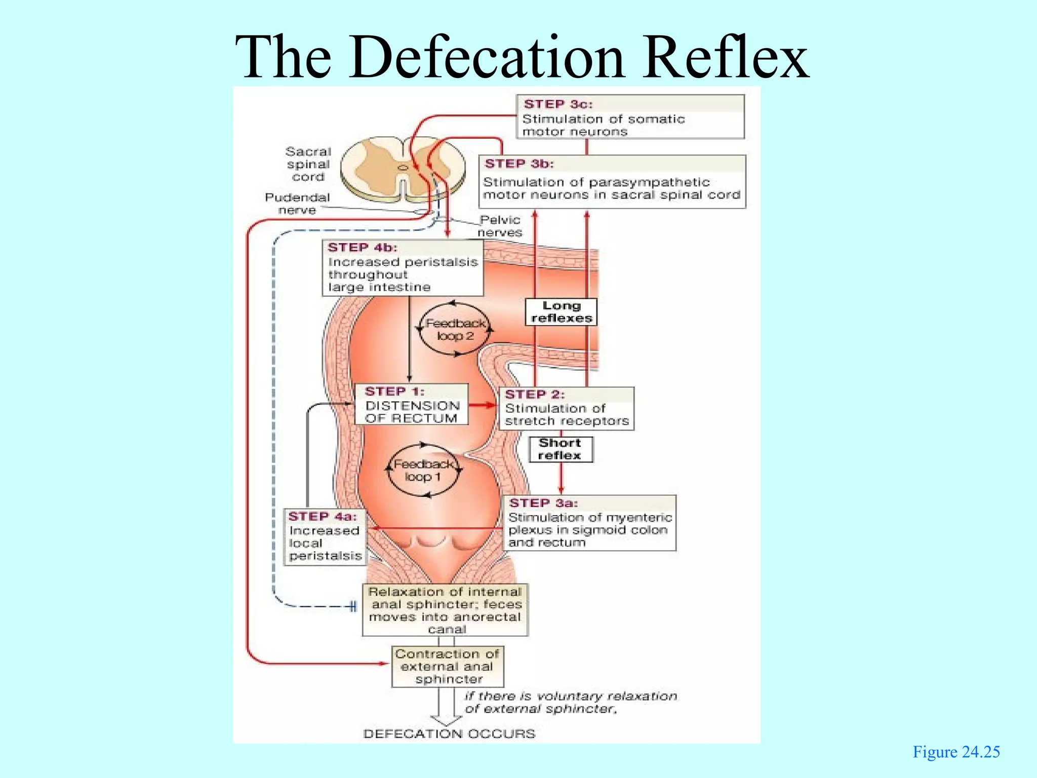 Figure 24.25
The Defecation Reflex
 