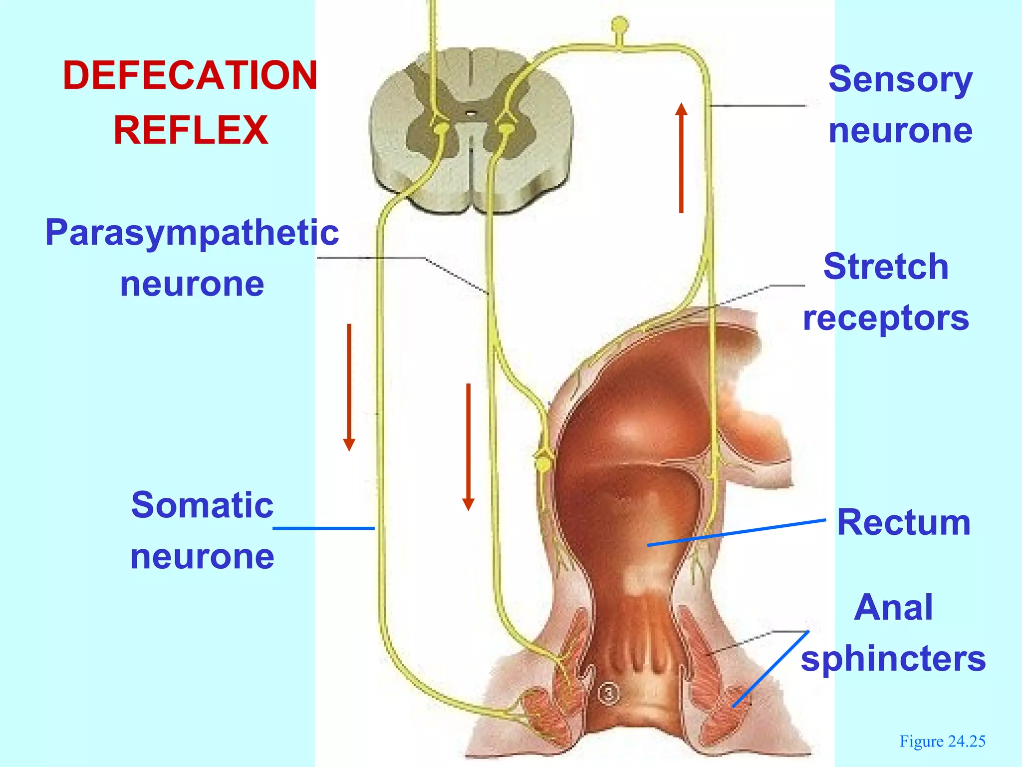 Figure 24.25
Stretch
receptors
Sensory
neurone
Anal
sphincters
Parasympathetic
neurone
Somatic
neurone
DEFECATION
REFLEX
Rectum
 
