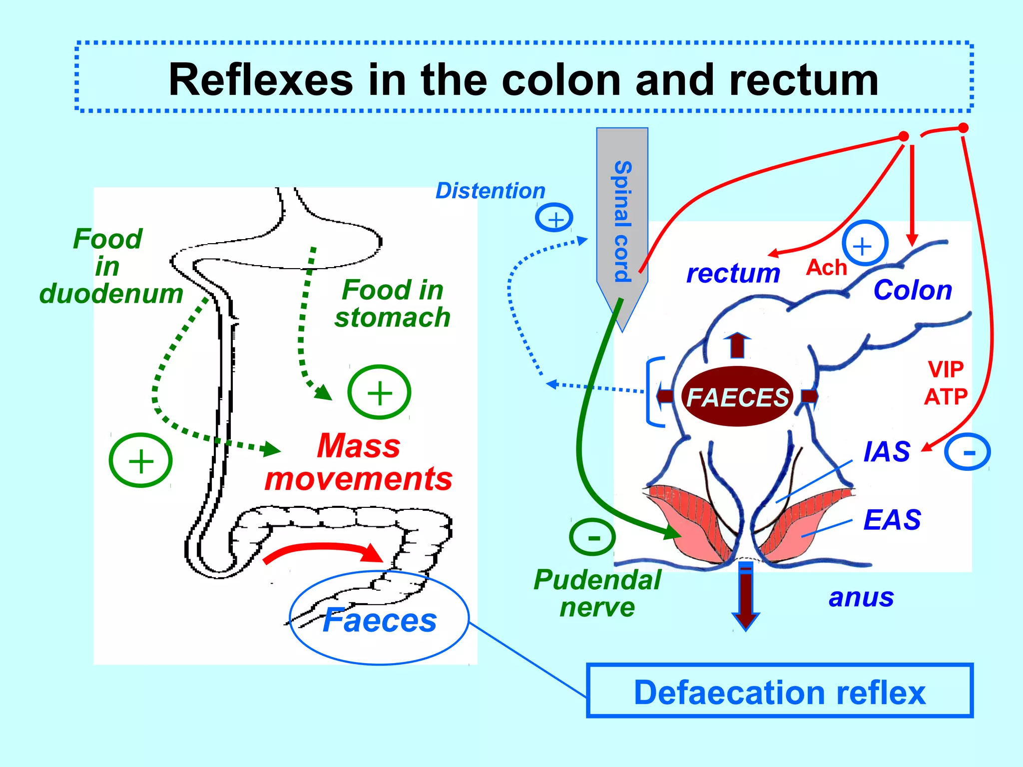 Reflexes in the colon and rectum
Mass
movements+
+
Food in
stomach
Food
in
duodenum
Faeces
Defaecation reflex
Colon
rectum
anus
Ach
Spinalcord
IAS
EAS
FAECES
+
Distention
-
VIP
ATP
+
-
Pudendal
nerve
 