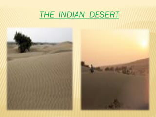 THE  INDIAN  DESERT 
