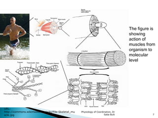 Physiol 02 central themes in physiology 1 | PPT