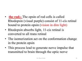 • the rod;- The opsin of rod cells is called
  Rhodopsin (visual purple) consist of 11-cis retinal
  bound to protein opsin (vision in dim light)
• Rhodopsin absorbs light, 11-cis retinal is
  converted to all trans retinal
• The isomerization act on the conformation change
  in the protein opsin
• This process lead to generate nerve impulse that
  transmitted to brain through the optic nerve
                       Dr. Siham Gritly             76
 