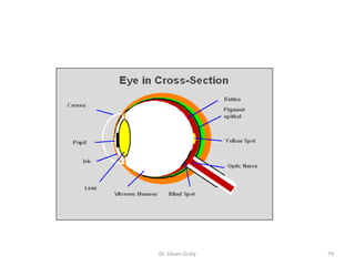 Dr. Siham Gritly   79
 