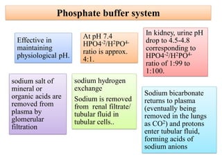 Phosphate buffer system
Effective in
maintaining
physiological pH.
At pH 7.4
HPO4-2/H2PO4-
ratio is approx.
4:1.
In kidney, urine pH
drop to 4.5-4.8
corresponding to
HPO4-2/H2PO4-
ratio of 1:99 to
1:100.
sodium salt of
mineral or
organic acids are
removed from
plasma by
glomerular
filtration
sodium hydrogen
exchange
Sodium is removed
from renal filtrate/
tubular fluid in
tubular cells..
Sodium bicarbonate
returns to plasma
(eventually being
removed in the lungs
as CO2) and protons
enter tubular fluid,
forming acids of
sodium anions
 
