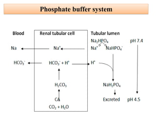 Phosphate buffer system
 