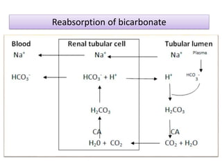 Reabsorption of bicarbonate
 