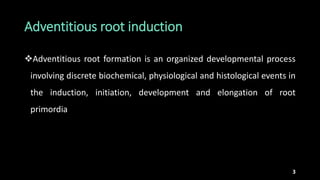 Physiological, anatomical and biochemical aspects of root | PPTX