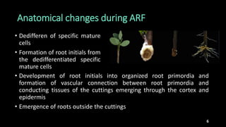 Physiological, anatomical and biochemical aspects of root | PPTX