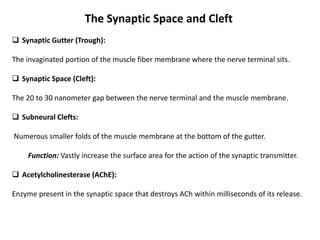 Symaptic Gutter physiological anatomy of neuromuscular junction .pdf