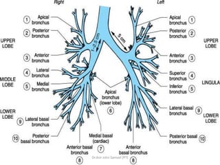 Physiological anatomy of respiratory system | PDF