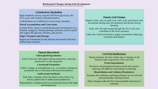 Physiological and biochemical changes during fruit development (Deeba ...