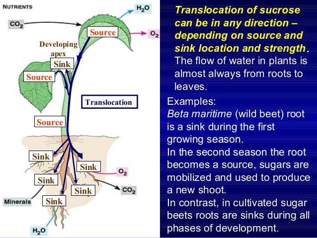 Physiological and molecular control of sink activity
