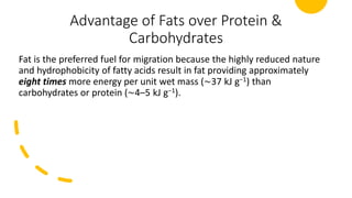Advantage of Fats over Protein &
Carbohydrates
Fat is the preferred fuel for migration because the highly reduced nature
and hydrophobicity of fatty acids result in fat providing approximately
eight times more energy per unit wet mass (∼37 kJ g−1) than
carbohydrates or protein (∼4–5 kJ g−1).
 