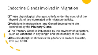 Endocrine Glands involved in Migration
❑These physiological changes, chiefly under the control of the
thyroid gland, are correlated with migratory activity.
❑Variations in metabolism and Gonad development are
controlled by the Pituitary Gland.
❑The Pituitary Gland is influenced by the environmental factors,
such as variations in day length and the intensity of the Sun.
❑Decrease daylight in stimulates the pituitary to produce Prolactin,
CRH and GNRH.
 