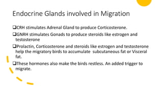 Endocrine Glands involved in Migration
❑CRH stimulates Adrenal Gland to produce Corticosterone.
❑GNRH stimulates Gonads to produce steroids like estrogen and
testosterone
❑Prolactin, Corticosterone and steroids like estrogen and testosterone
help the migratory birds to accumulate subcutaneous fat or Visceral
fat.
❑These hormones also make the birds restless. An added trigger to
migrate.
 