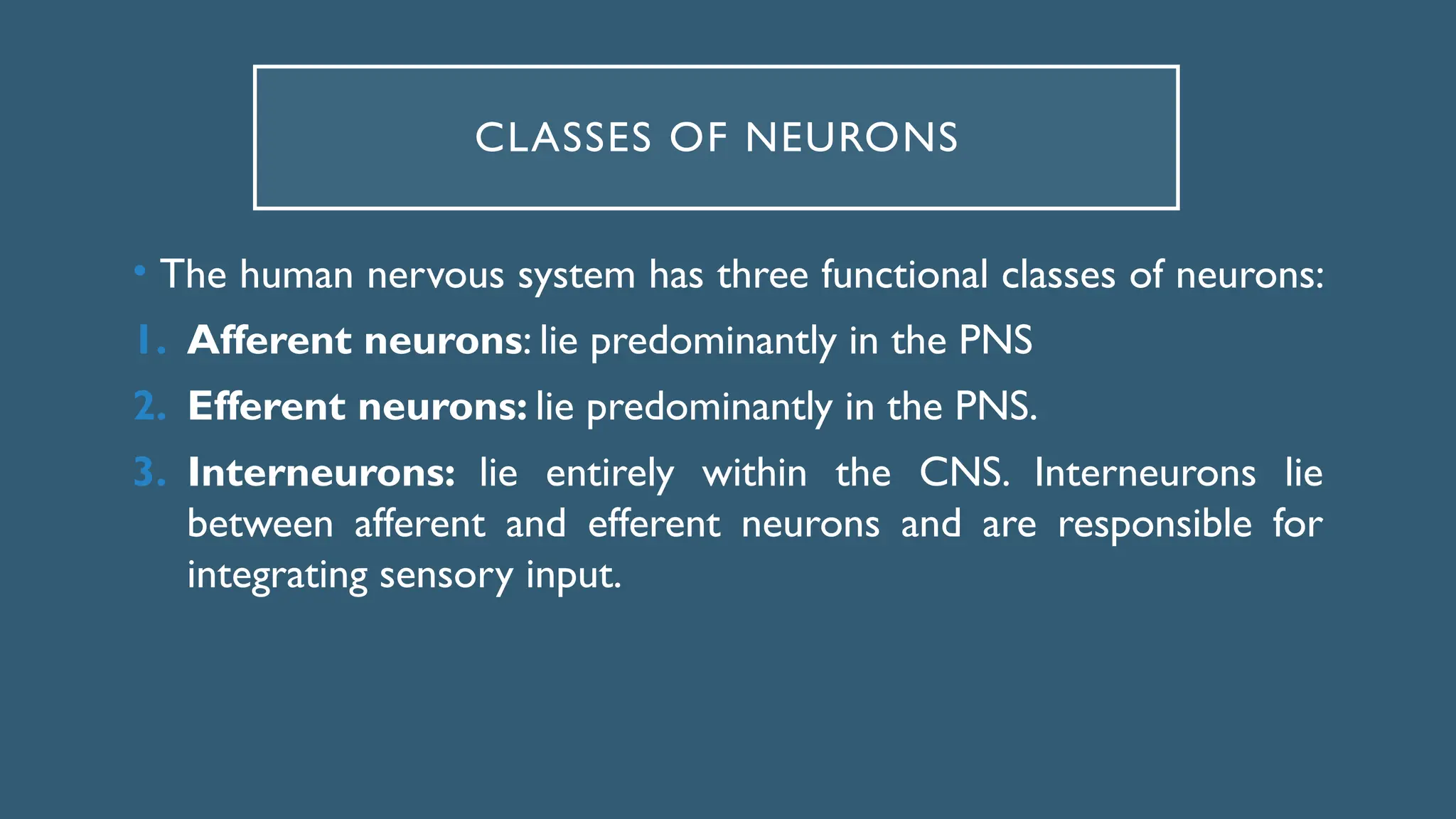 • The human nervous system has three functional classes of neurons:
1. Afferent neurons: lie predominantly in the PNS
2. Efferent neurons: lie predominantly in the PNS.
3. Interneurons: lie entirely within the CNS. Interneurons lie
between afferent and efferent neurons and are responsible for
integrating sensory input.
CLASSES OF NEURONS
 