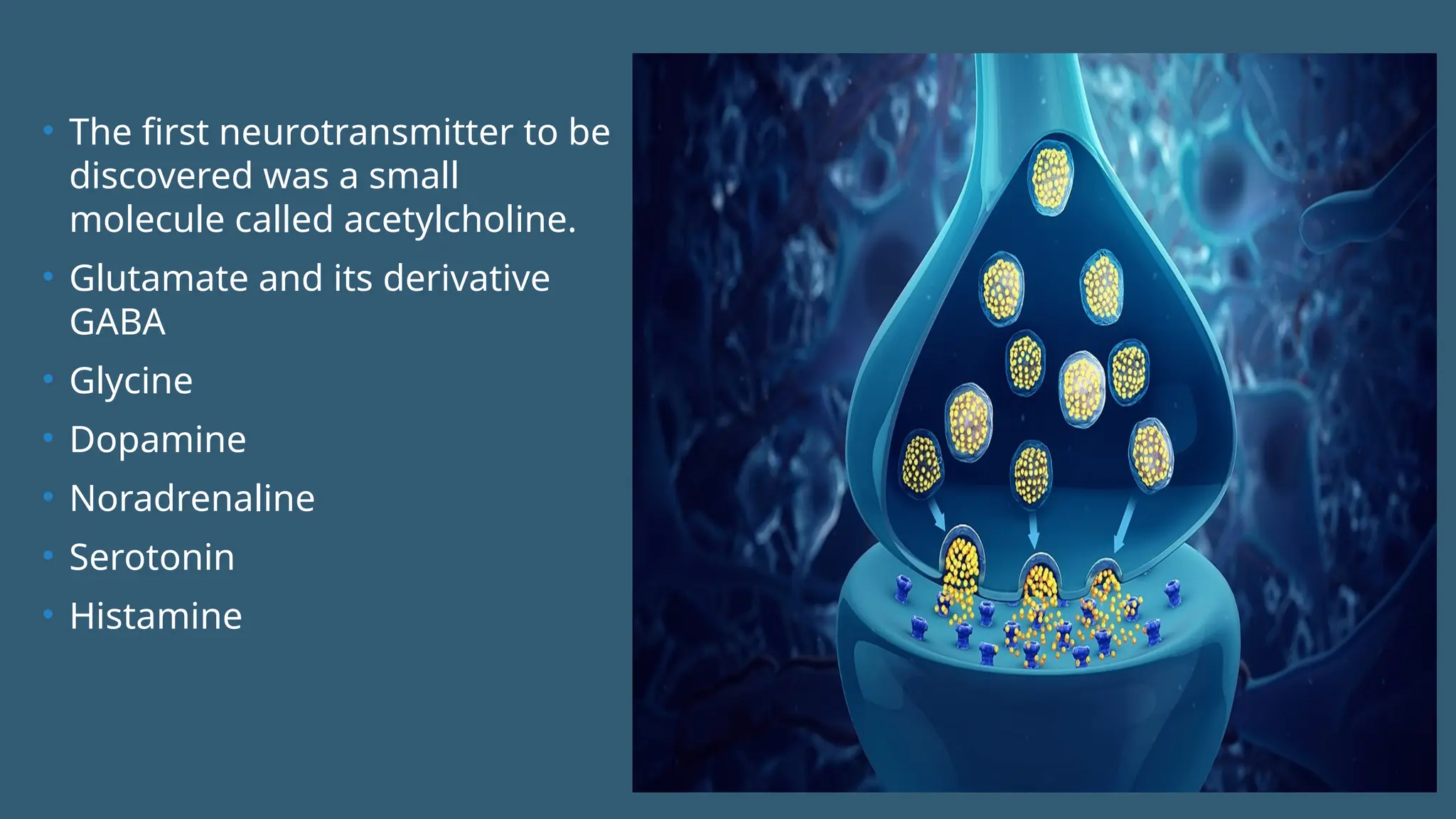• The first neurotransmitter to be
discovered was a small
molecule called acetylcholine.
• Glutamate and its derivative
GABA
• Glycine
• Dopamine
• Noradrenaline
• Serotonin
• Histamine
 