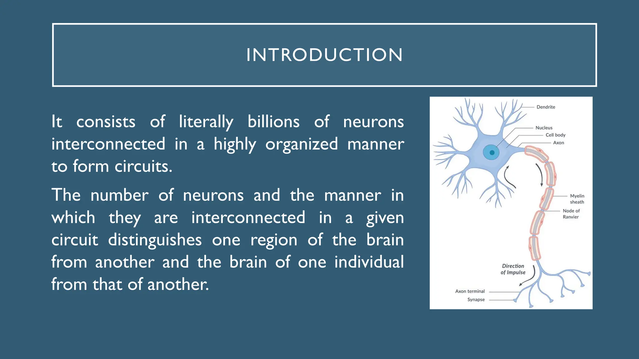INTRODUCTION
It consists of literally billions of neurons
interconnected in a highly organized manner
to form circuits.
The number of neurons and the manner in
which they are interconnected in a given
circuit distinguishes one region of the brain
from another and the brain of one individual
from that of another.
 