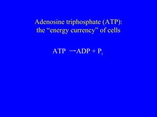 Adenosine triphosphate (ATP):
the “energy currency” of cells
ATP

ADP + Pi

 