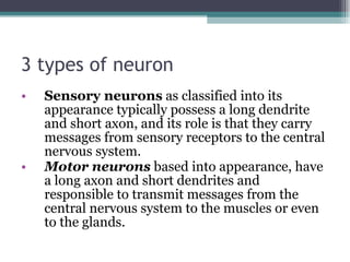 3 types of neuron Sensory neurons  as classified into its appearance   typically possess a long dendrite and short axon, and its role is that they carry messages from sensory receptors to the central nervous system. Motor neurons  based into appearance, have a long axon and short dendrites and responsible to transmit messages from the central nervous system to the muscles or even to the glands.  