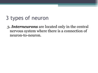 3 types of neuron 3 . Interneurons  are located only in the central nervous system where there is a connection of neuron-to-neuron.  