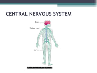 CENTRAL NERVOUS SYSTEM 