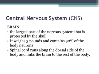 Central Nervous System  (CNS)  BRAIN  the largest part of the nervous system that is protected by the skull.  It weighs 3 pounds and contains 90% of the body neurons  Spinal cord runs along the dorsal side of the body and links the brain to the rest of the body.  