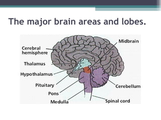 The major brain areas and lobes. 