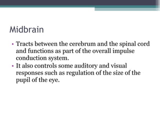 Midbrain Tracts between the cerebrum and the spinal cord and functions as part of the overall impulse conduction system. It also controls some auditory and visual responses such as regulation of the size of the pupil of the eye. 