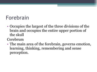 Forebrain Occupies the largest of the three divisions of the brain and occupies the entire upper portion of the skull Cerebrum The main area of the forebrain, governs emotion, learning, thinking, remembering and sense perception. 