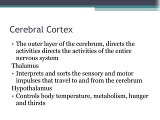 Cerebral Cortex The outer layer of the cerebrum, directs the activities directs the activities of the entire nervous system Thalamus Interprets and sorts the sensory and motor impulses that travel to and from the cerebrum Hypothalamus Controls body temperature, metabolism, hunger and thirsts 