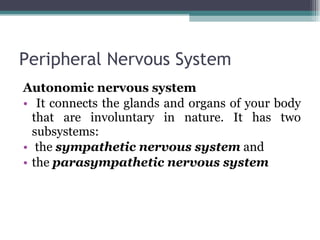 Peripheral Nervous System Autonomic nervous system It connects the glands and organs of your body that are involuntary in nature. It has two subsystems: the  sympathetic nervous system  and  the  parasympathetic nervous system 
